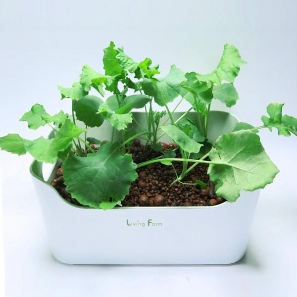 水耕栽培 ケール 種付き ハイドロボール 育苗・育成HBキット 土