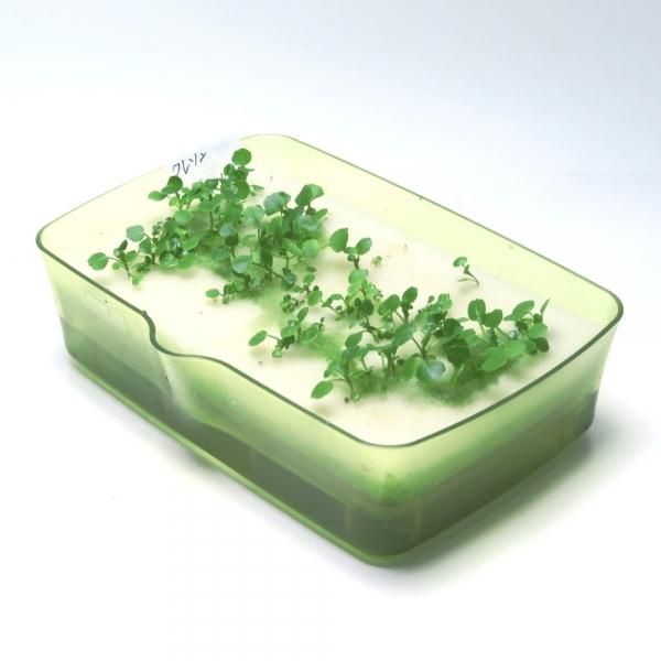 クレソンの水耕栽培キット | ミニ水耕菜園キットBC クレソン