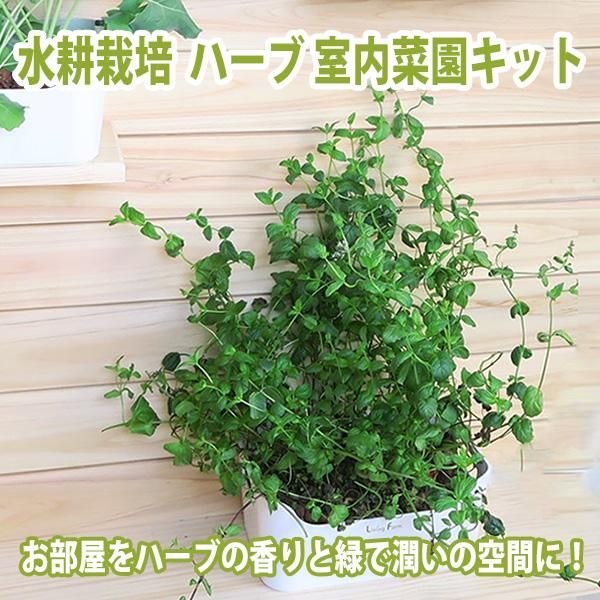 水耕栽培 ハーブ バジルとオレガノ 種付き ハイドロボール 育苗 育成hbキット ハーブイタリアンセット 無農薬野菜 ハーブ苗作りキット ハイドロボールで苗を育成するキット 水耕栽培ショップ リビングファーム 水耕栽培 ハーブ バジルとオレガノ 種付き ハイドロボール 育苗 育成hbキット ハーブイタリアンセット 無農薬野菜 ハーブ苗作りキット ハイドロボールで苗を育成するキット 水耕栽培ショップ リビングファーム
