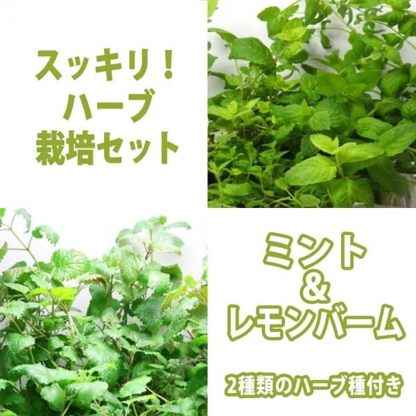 水耕栽培 ハーブ ミントとレモンバーム 種付き ハイドロボール 育苗 育成hbキット ハーブスッキリセット 無農薬野菜 ハーブ苗作りキット ハイドロボールで苗を育成するキット 水耕栽培ショップ リビングファーム 水耕栽培 ハーブ ミントとレモンバーム 種付き ハイドロボール 育苗 育成hbキット ハーブスッキリセット 無農薬野菜 ハーブ苗作りキット ハイドロボールで苗を育成するキット 水耕栽培ショップ リビングファーム