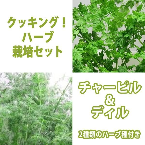 水耕栽培 ハーブ 苗作りキット 種子付き ハーブクッキングセット チャーピルとディル 水耕栽培で2種類のハーブの種から水耕栽培で丈夫な苗を作るキット 水耕栽培ショップ リビングファーム 水耕栽培 ハーブ 苗作りキット 種子付き ハーブクッキングセット チャーピルとディル 水耕栽培で2種類のハーブの種から水耕栽培で丈夫な苗を作るキット 水耕栽培ショップ リビングファーム