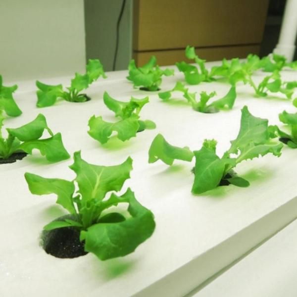 水耕栽培器 | ベジべジ FL-120 - 水耕栽培専門のリビングファーム