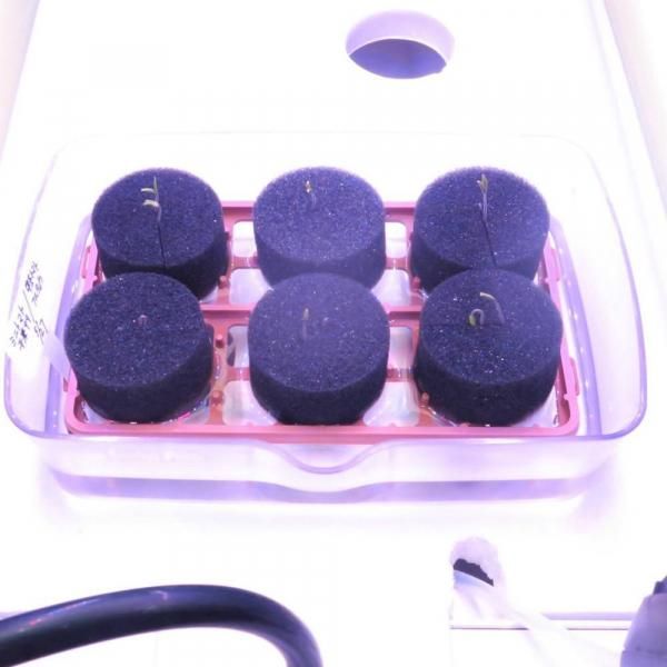 流水型水耕栽培器 | 野菜テラス FL-140 - 水耕栽培専門のリビング