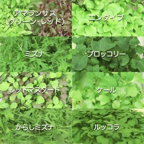 マイクログリーンの選べるタネ