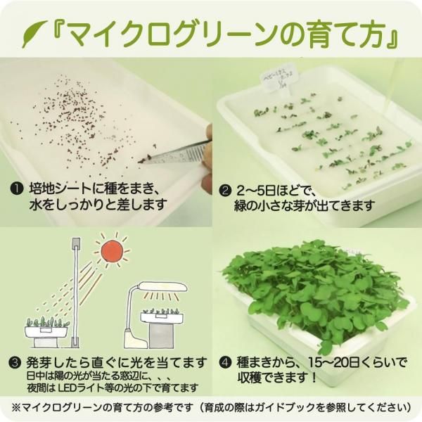 マイクログリーン 育て方