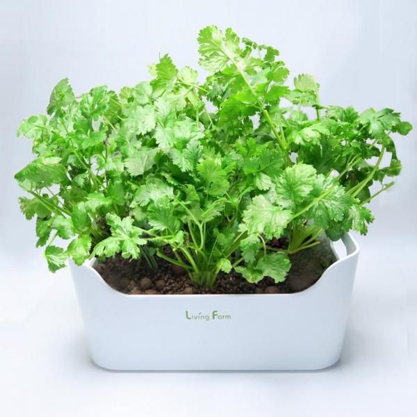 水耕栽培 リビングファーム 育成イメージパクチー