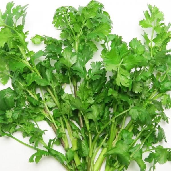 水耕栽培 リビングファーム 育苗イメージ