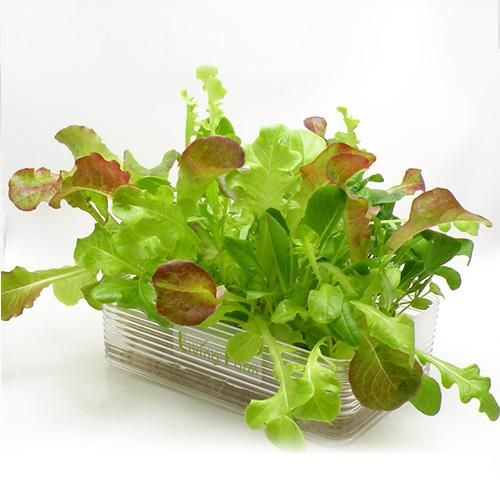 ベビーレタス・ミックス ベビールッコラの水耕栽培キット | ミニ水耕