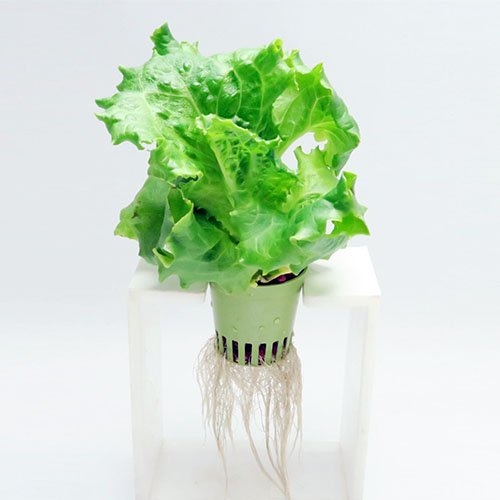 小型水耕栽培器 ココベジi (高輝度LED付)　 - 水耕栽培ショップ リビングファーム