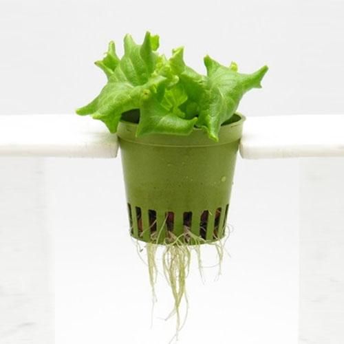 室内栽培水耕栽培ココ土耕 Bud Ignitor 4L 室内栽培水耕栽培