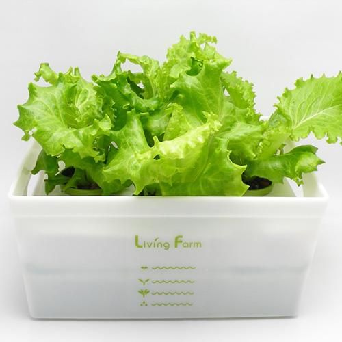 インテリアにマッチする水耕栽培キット | 水耕栽培器 ココベジtnタワー