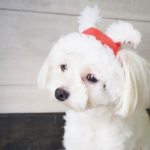 フランス発MILK&PEPPER☆可愛い犬用ニット帽 - ペット用品