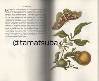 マリア・ジビーラ・メーリアン 『 Das Insektenbuch 』 - 旅する マリア・ジビーラ・メーリアン 『 Das Insektenbuch 』 - 旅する