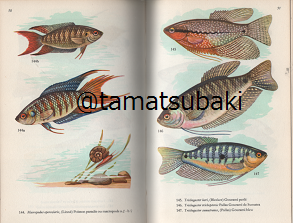 イラストでみるフランスの魚図鑑 Poissons d'Aquarium - 旅する イラストでみるフランスの魚図鑑 Poissons d'Aquarium - 旅する