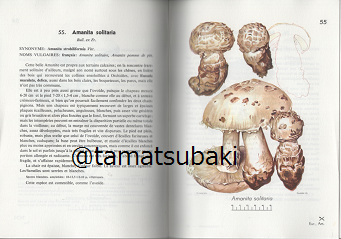 フランスのきのこ図鑑 フランスのきのこ図鑑 Petit atlas des champignons - 旅する