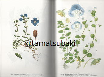 Nordens Flora 植物図鑑 C.A.M. Lindman 第8巻 Nordens Flora 植物図鑑 C.A.M. Lindman 第8巻 スウェーデンの