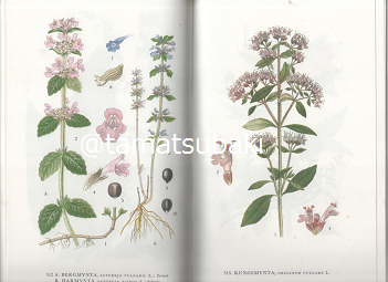 Nordens Flora 植物図鑑 C.A.M. Lindman 第8巻 Nordens Flora 植物図鑑 C.A.M. Lindman 第8巻 スウェーデンの