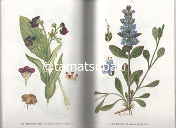 Nordens Flora 植物図鑑 C.A.M. Lindman 第8巻 Nordens Flora 植物図鑑 C.A.M. Lindman 第8巻 スウェーデンの