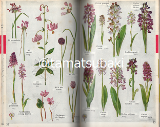 フランスの植物図鑑 Guide des plantes a fleurs - 旅する本屋 フランスの植物図鑑 Guide des plantes a fleurs - 旅する本屋