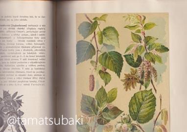チェコの植物図鑑 Velky atlas rostlin - 旅する本屋 古書玉椿 国内外