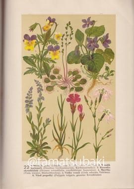 チェコの植物図鑑 Velky atlas rostlin - 旅する本屋 古書玉椿 国内外