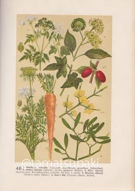 チェコの植物図鑑 Velky atlas rostlin - 旅する本屋 古書玉椿 国内外