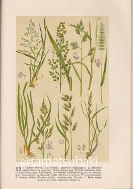 チェコの植物図鑑 Velky atlas rostlin - 旅する本屋 古書玉椿 国内外