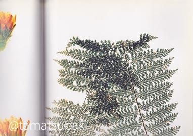 Flora by nick knight - 旅する本屋 古書玉椿 国内外の手芸関連