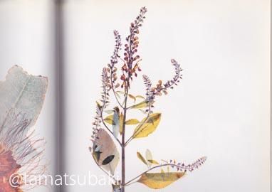 Flora by nick knight - 旅する本屋 古書玉椿 国内外の手芸関連