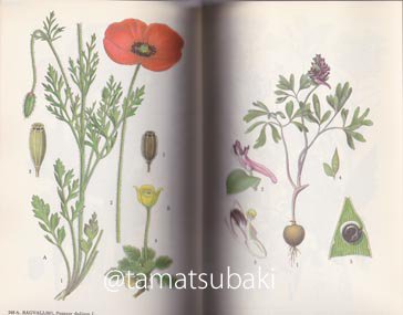 北欧の植物図鑑 Bilder ur Nordens Flora - 旅する本屋 古書玉椿 国内 