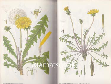 北欧の植物図鑑 Bilder ur Nordens Flora - 旅する本屋 古書玉椿 国内 