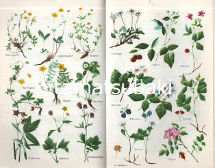 スウェーデンの植物図鑑 Flatflora 旅する本屋 古書玉椿 北欧など海外の手芸本 絵本 フォークロア雑貨