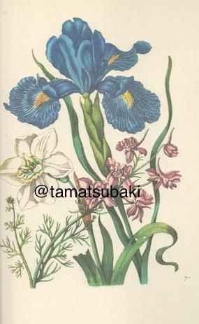 マリア・ジビーラ・メーリアン Neues Blumenbuch - 旅する本屋 マリア・ジビーラ・メーリアン Neues Blumenbuch - 旅する本屋