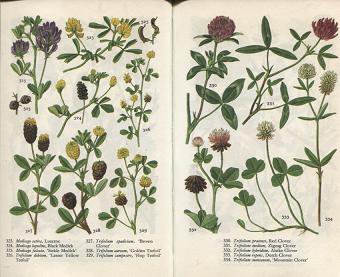 Wild Flowers デンマークの野草の花ポケット図鑑 英語版 - 旅する本屋