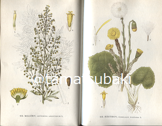 Nordens Flora 植物図鑑 C.A.M. Lindman 第9巻 Nordens Flora 植物図鑑 C.A.M. Lindman 第9巻 スウェーデンの