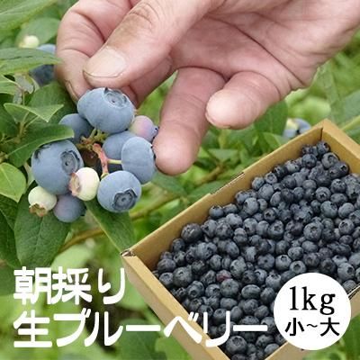 冷蔵 青森県南部町産朝採り生ブルーベリーサイズ混合1kg 小 大サイズ 出荷は7月中旬頃から 川守田観光さくらんぼ園