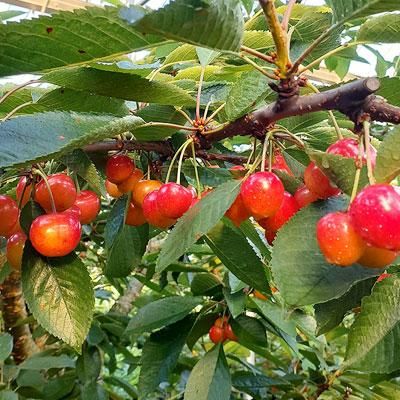 冷蔵）[バラ]さくらんぼ絢のひとみ家庭用Lサイズ約1kg※発送予定：6月