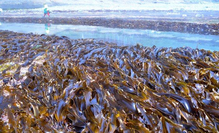 うにの増殖溝には餌となる昆布やワカメ海藻類が豊富で６月以降は丸々と太って甘い濃厚な美味しいうにになっていきます。
