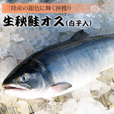 オス］生秋鮭（白子入） 北三陸岩手から直送いたします。