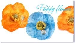 Poppy flower