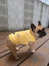 <img class='new_mark_img1' src='https://img.shop-pro.jp/img/new/icons14.gif' style='border:none;display:inline;margin:0px;padding:0px;width:auto;' />ȥå΢ӥ󥯥ȥå