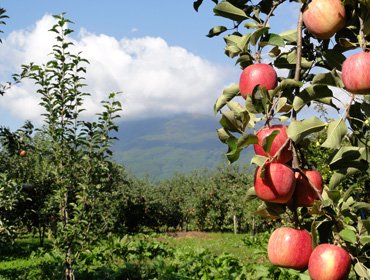 無農薬りんご栽培を行っていくにつれ、つるが太く強くなっていきました。農薬不使用りんごは強風の中でも一個も落ちない、逞しくなったりんごたち。
