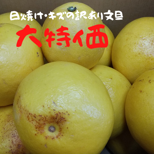 シミ キズあり 訳あり文旦10 箱 みかん家にしごみ シミ キズあり 訳あり文旦10 箱 みかん家にしごみ