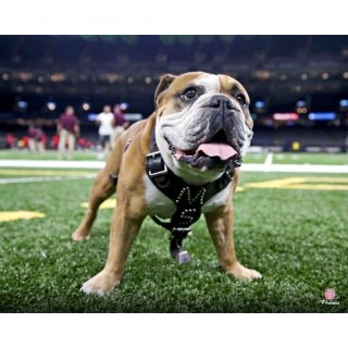 Mississippi ơ Bulldogs եʥƥ ƥå Unsigne ͥ