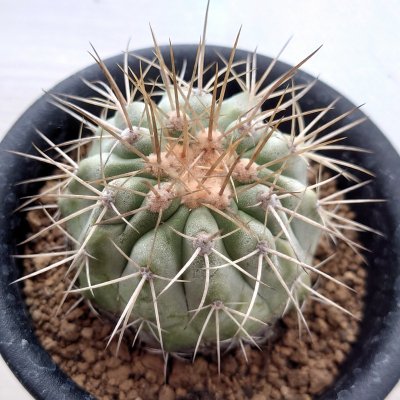 コピアポア ハセルトニアーナ 実生苗/C.haseltoniana その1 - Cactus