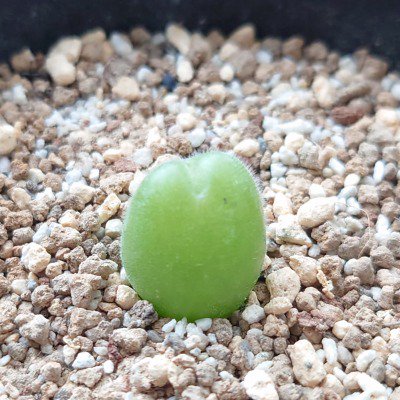 Gibbaeum pilosulum /ギバエウム 翠滴玉 実生 その2 - Cactus shop