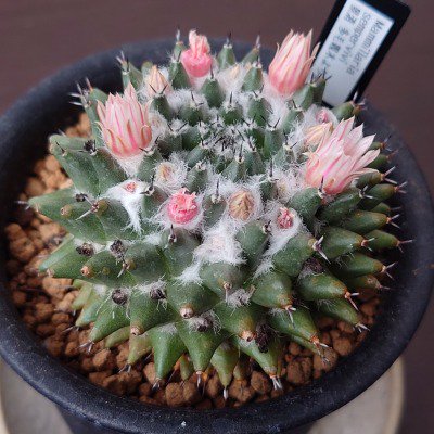 Mammillaria sempervivi/景清 実生 - Cactus shop kotokudo/さぼてん屋 小徳堂