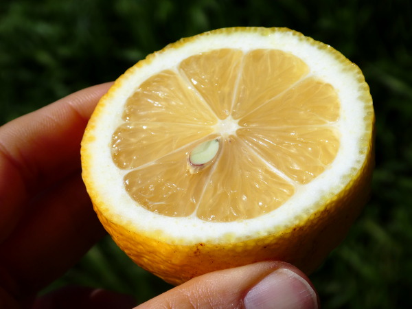 豊島レモン果汁