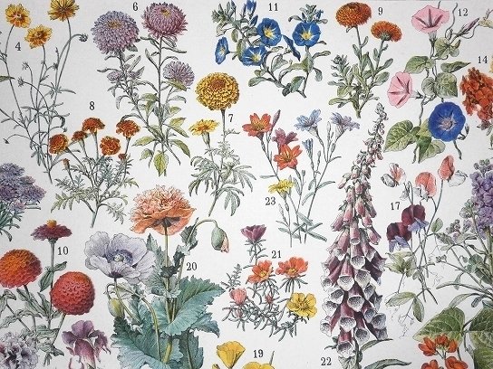 フランスボタニカル お花のアンティークイラスト リトグラフ