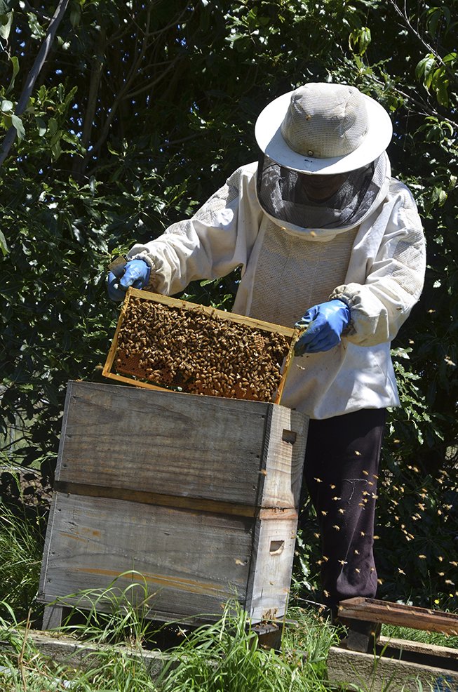 ニュージーランドで養蜂に取り組む